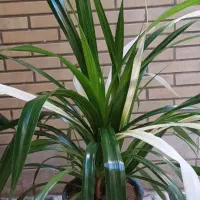 گل شفلرا ابلغ|گل و گیاه طبیعی|اصفهان, شهشهان|دیوار