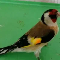 فروش سهره رسمی نر تضمینی|پرنده|شاهرود, |دیوار