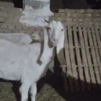 بز آبستن سنگین|حیوانات مزرعه|بردسکن, |دیوار