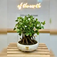 بونسای مصنوعی گل هدیه و رومیزی|گل مصنوعی|مشهد, شهید مطهری|دیوار