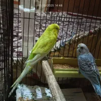 مرغ عشق|پرنده|الوند, |دیوار