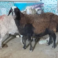 میش آبستن افشاری کردی ۲راس