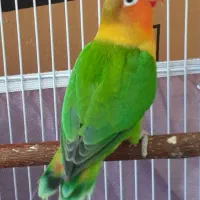طوطی برزیلی سبز