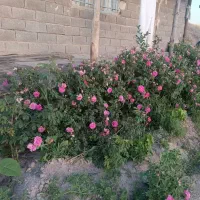 ویلا-باغ