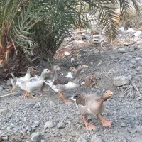 مرغ و غاز
