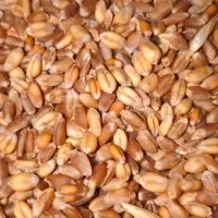 گندم آبی|خوردنی و آشامیدنی|عجب شیر, |دیوار