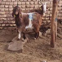 بزغاله نر و بره نر