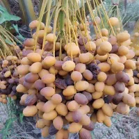 خارک برهی. برا فروش جهرم