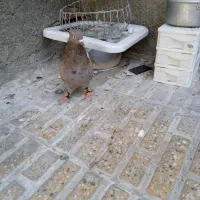 کبوتر