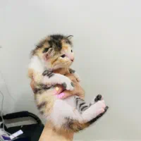 گربه