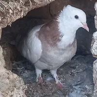 کبوتر طوقی هفترنگ تازه داره خال میریزه پاکستانی|پرنده|آق قلا, |دیوار