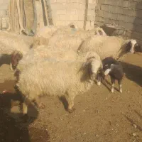 ۹عدد میه سه تاش زایمان کرده|حیوانات مزرعه|ثلاث باباجانی, |دیوار