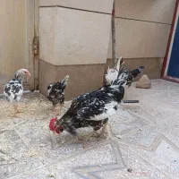 خروس گلین