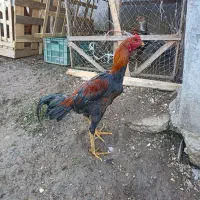 خروس لاری اصیل