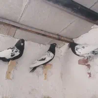 کبوتر فروشی