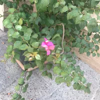 دوعدد درختچه بنسای گل طبیعی کاغذی خیلی بزرگ|گل و گیاه طبیعی|تهران, ستارخان|دیوار
