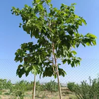 فروش زمین ۱۲۵۰ متری در قاضی بالا سرمایه گذاری|فروش زمین و ملک کلنگی|قم, بنیاد|دیوار