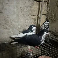 چند عدد کبوتر سیاه صبر و خوشرنگ یالی|پرنده|آبپخش, |دیوار