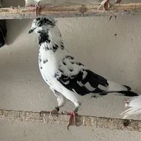 کبوتر زغالی کاکلی|پرنده|کرج, حصارک بالا|دیوار
