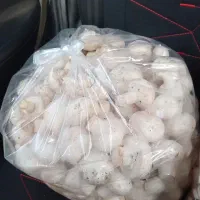 قارچ عمده و خرده|خوردنی و آشامیدنی|تهران, شادآباد|دیوار