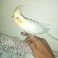 عروس و فیشر|پرنده|لار, |دیوار