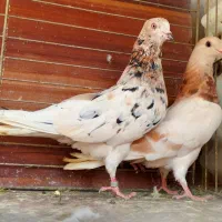 ده جفت کفتر آس