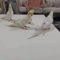 عروس هلندی لوتیتو چشم شرابی|پرنده|شهریار, شهرک بهاران (ویره)|دیوار