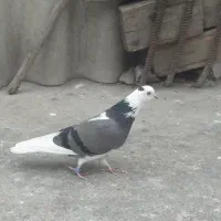 فروش کبوتر پرشی