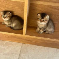 گربه های ملوس و خانگی|گربه|شیراز, پایانه مسافربری سعدی|دیوار