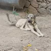 سگ گله ای جونوری ۲ساله