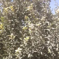 هرس‌کاری‌ماهرهستیم