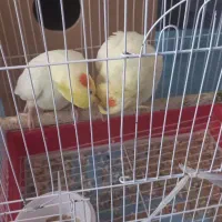 عروس هلندی مولد