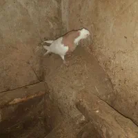 ۱ عدد طوقی زرد رنگ نر|پرنده|مهربان, |دیوار