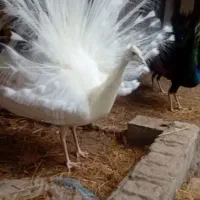 طاووس سفید مصری