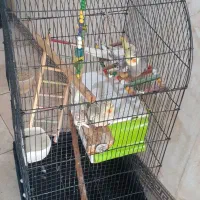 عروس هلندی با سبد لانه|پرنده|شراء, |دیوار