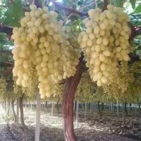 میوه و گردوهای درشت و پربار نهالستان پالیز|خدمات باغبانی و درختکاری|بیرجند, |دیوار