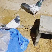 یک جفت باستانی|پرنده|اسماعیلی, |دیوار