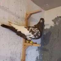 کبوتر رنگی قلدور|پرنده|مشهد, شهید قربانی|دیوار