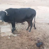 گاو و گوساله نر|حیوانات مزرعه|دهدشت, |دیوار