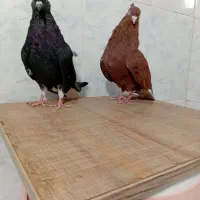 سلام کبوتر فروشی|پرنده|سبزوار, طبرسی (جعفرآباد)|دیوار