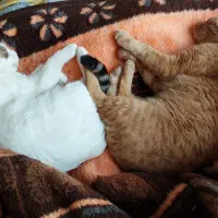 گربه نر نارنجی