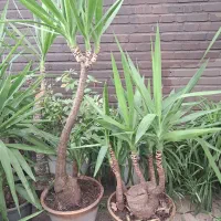 یوکا تنه در اندازه و ابعاد مختلف|گل و گیاه طبیعی|تهران, اکباتان|دیوار