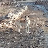 سگ‌‌سرابی