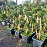 فروشنده خانم جهت گل‌وگیاه