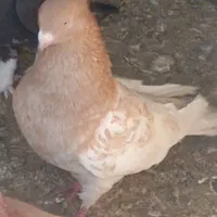 فروش کبوتر