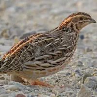 تخم خوراکی و نطفه دار بلدرچین