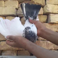 فروش دو عدد کبوتر پرشی ضمانتی