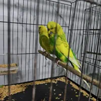 3 جفت مرغ عشق مولد درجه یک