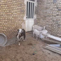 بزفرانسوی|حیوانات مزرعه|اراک, |دیوار