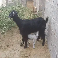 فروش دوتا بز ترکی  آبستن نزدیک با بز زاییده|حیوانات مزرعه|مهر, |دیوار